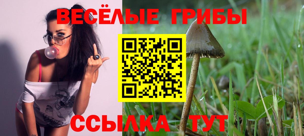 Армавир  Псилоцибиновые грибы Psilocybine cubensis  Вход с VPN 